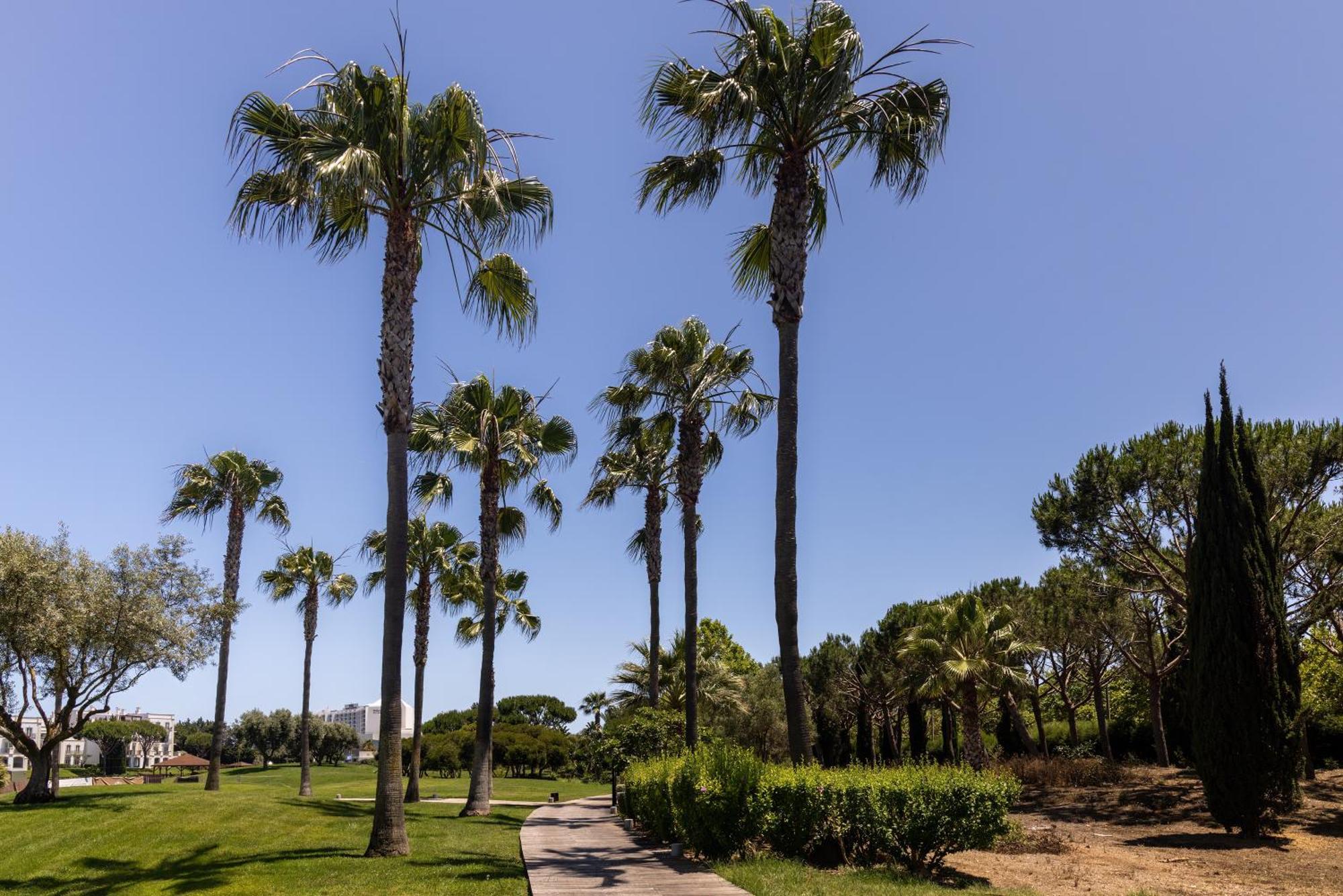 더 레이크 리조트 빌라모라 외부 사진 Palm trees in the park